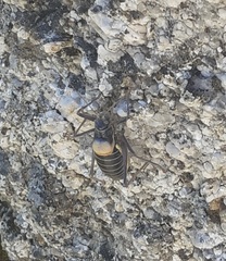 Lluciapomaresius stalii