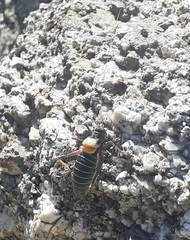 Lluciapomaresius stalii