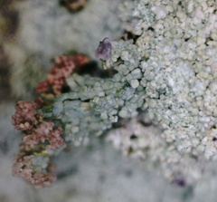 Baeomyces carneus