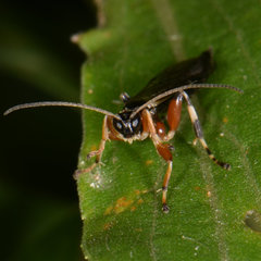 Schizopyga frigida