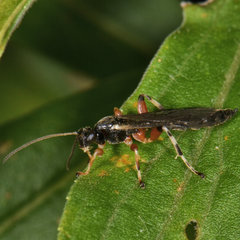 Schizopyga frigida