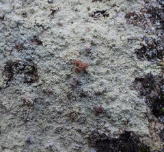 Baeomyces carneus