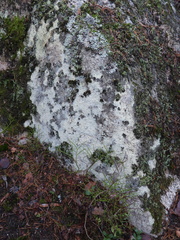 Baeomyces carneus