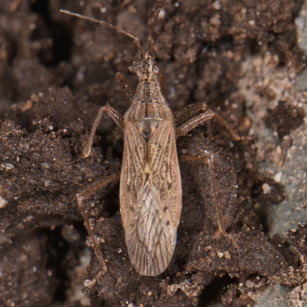 common damsel bug