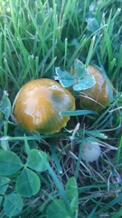 Gliophorus psittacinus