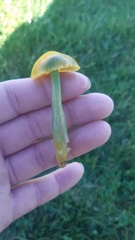 Gliophorus psittacinus