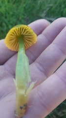 Gliophorus psittacinus