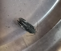 Bilobata subsecivella