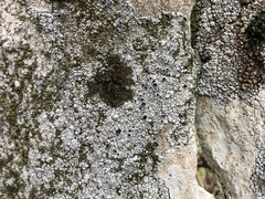 Lecanora gangaleoides