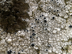 Lecanora gangaleoides