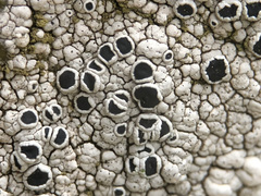 Lecanora gangaleoides