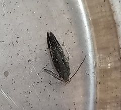 Bilobata subsecivella