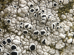 Lecanora gangaleoides