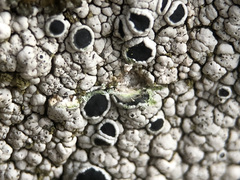 Lecanora gangaleoides