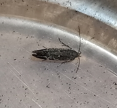 Bilobata subsecivella