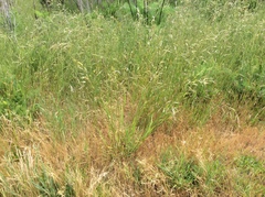 Bromus carinatus