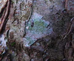 Buellia griseovirens