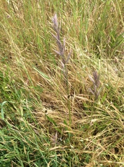 Bromus carinatus