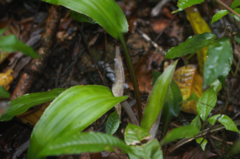 Disteganthus basilateralis