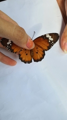 Danaus chrysippus