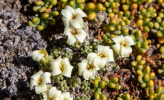 Xerodraba lycopodioides