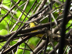 Aegithina lafresnayei