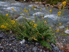 Sisymbrium austriacum