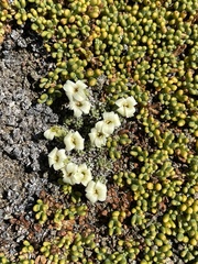 Xerodraba lycopodioides