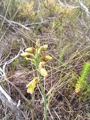 Tritoniopsis parviflora