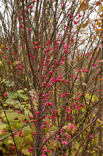 Euonymus europaeus