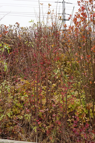 Euonymus europaeus