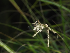 Micrathyria longifasciata