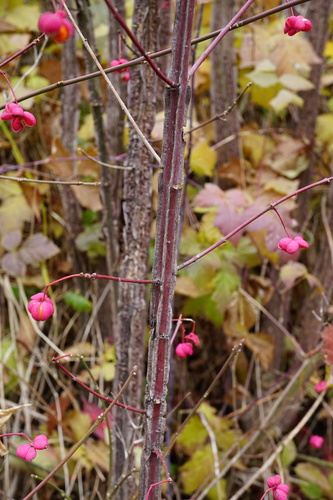 Euonymus europaeus