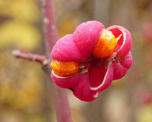 Euonymus europaeus