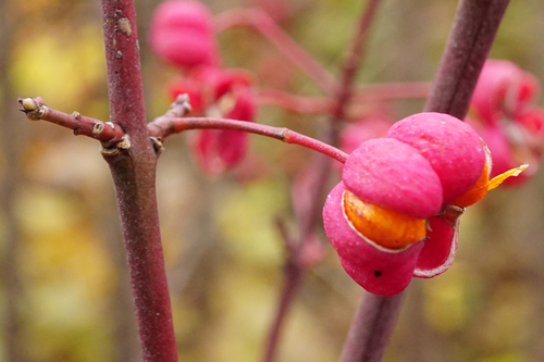 Euonymus europaeus