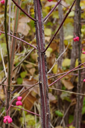 Euonymus europaeus