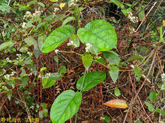 Jasminanthes mucronata