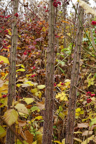 Euonymus europaeus