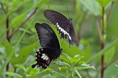 Papilio polytes stichius