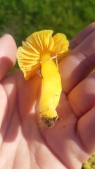 Hygrocybe chlorophana