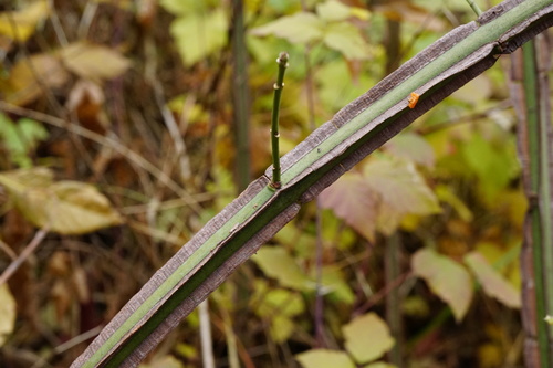 Euonymus europaeus