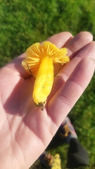 Hygrocybe chlorophana