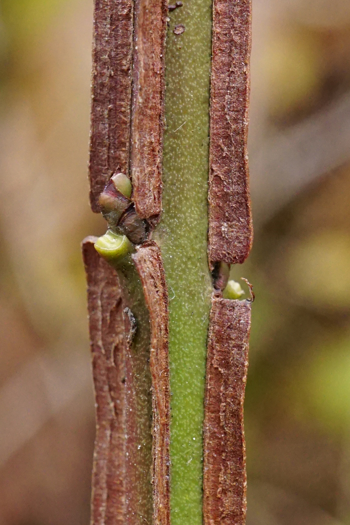 Euonymus europaeus, Bruck an der Mur, ST, Österreich