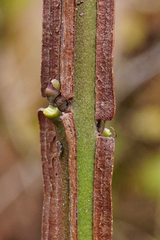 Euonymus europaeus