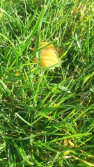 Hygrocybe chlorophana