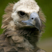 Cinereous Vulture - Photo (c) Julius Rückert, some rights reserved (CC BY-SA)