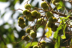 Sapindus emarginatus