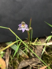 Thelymitra arenaria