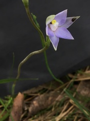 Thelymitra arenaria