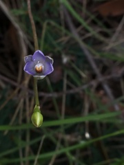 Thelymitra arenaria